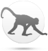 Singe