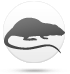 Rat